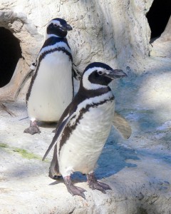 bird_penguin_magellanic_83669_h